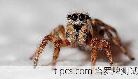 蜘蛛池出租靠谱性分析:百度蜘蛛池真实效果揭秘