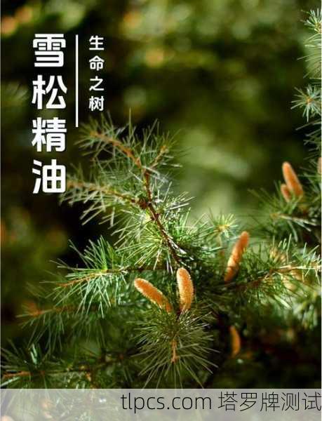 雪松的低语，精油塔罗牌中那棵扎根灵魂的树