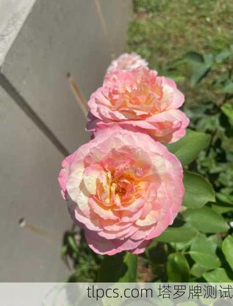 我是时间的观察者，78张牌中的古老低语