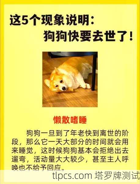 理解你对狗狗的担忧与牵挂。作为重要的家庭成员，它们的健康与安危牵动着我们的心。塔罗牌作为一种探索潜意识的工具，或许能为你提供一些启发与思考方向，但请记住，它不能替代专业的兽医诊断与现实的照料