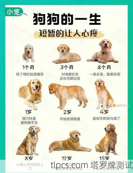 理解你对狗狗的担忧与牵挂。作为重要的家庭成员，它们的健康与安危牵动着我们的心。塔罗牌作为一种探索潜意识的工具，或许能为你提供一些启发与思考方向，但请记住，它不能替代专业的兽医诊断与现实的照料