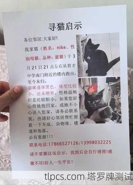 寻猫启示，当塔罗牌照亮迷途猫的回家路