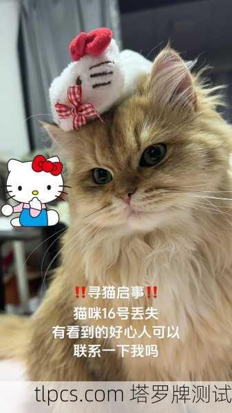 寻猫启示,当塔罗牌照亮迷途猫的回家路