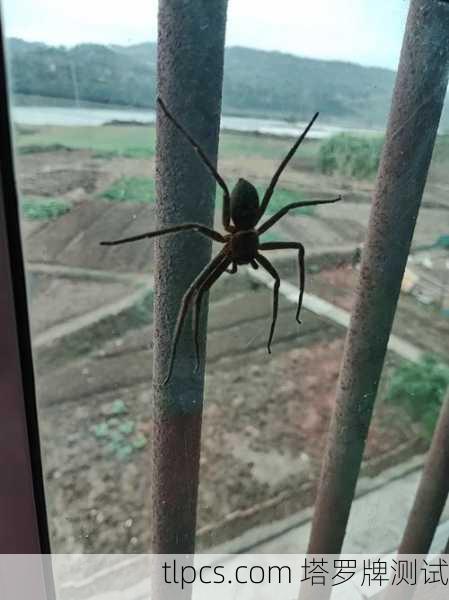 【蜘蛛池】百度蜘蛛池 - 收录就上百度蜘蛛