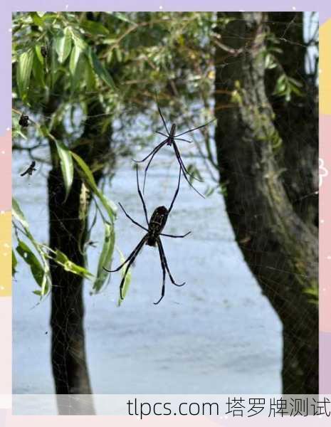 【蜘蛛池】百度蜘蛛池 - 收录就上百度蜘蛛