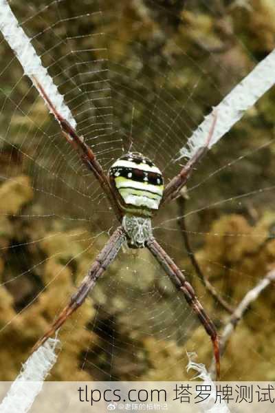 【蜘蛛池】百度蜘蛛池 - 收录就上百度蜘蛛