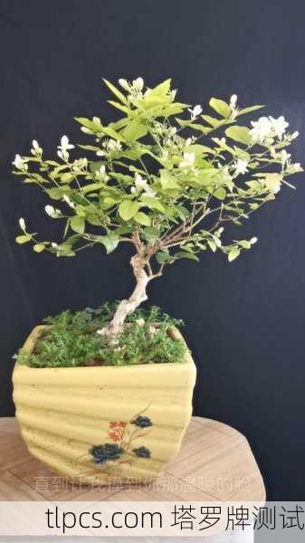 芳香塔罗牌茉莉，纯净灵性的芬芳指引