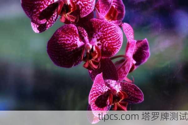 芳香塔罗牌茉莉，纯净灵性的芬芳指引