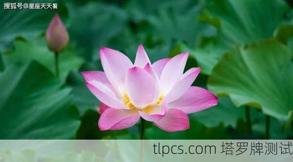 煦超塔罗牌,这玩意儿真能算出我的桃花和财运吗?一篇给你整明白!