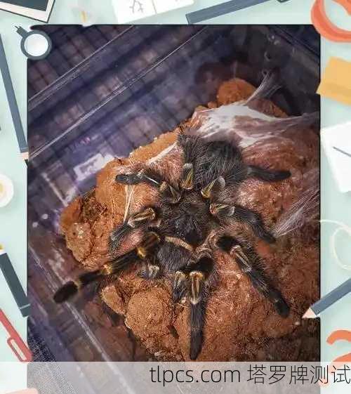 百度蜘蛛池出租：高效提升网站收录速度的SEO实战指南