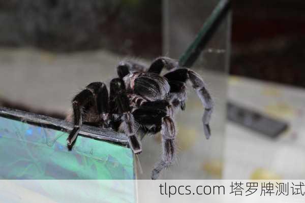 百度蜘蛛池搭建指南