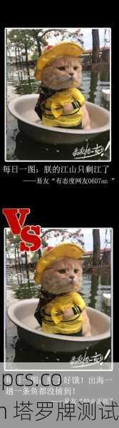 秋天抽到国王牌？别慌，这可能是你逆袭的信号！